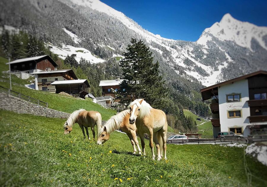 Landwirtschaft im Gasthof Thanner